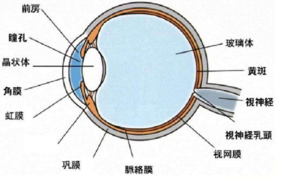 人类无法进化为“完全体”?三个进化上的缺陷,让我们妥协了