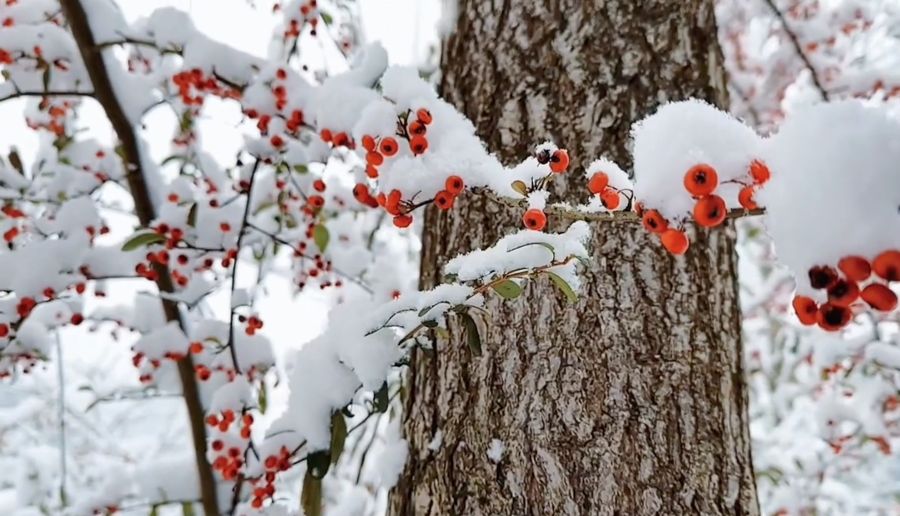 丽江|一起去衢州看雪吧!