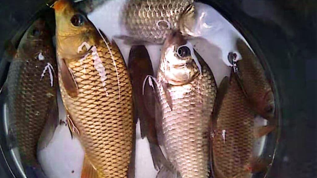 岁暮海上作|秋冬季节钓鱼选饵技巧和自制饵料方法