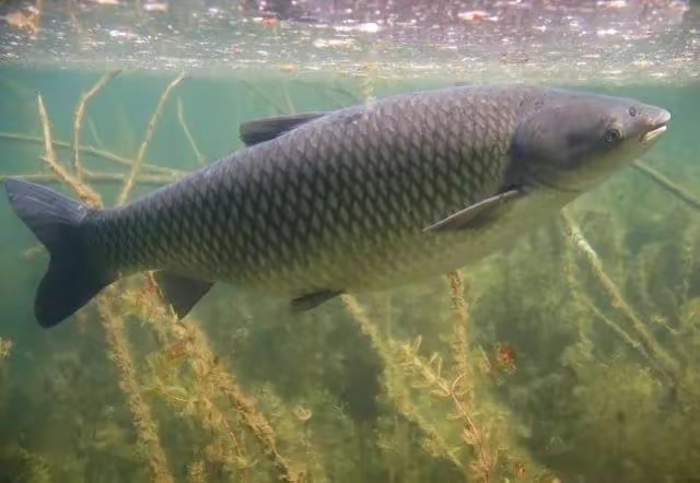 |我们究竟为何钓鱼？是为了超凡脱俗还是鱼获外表