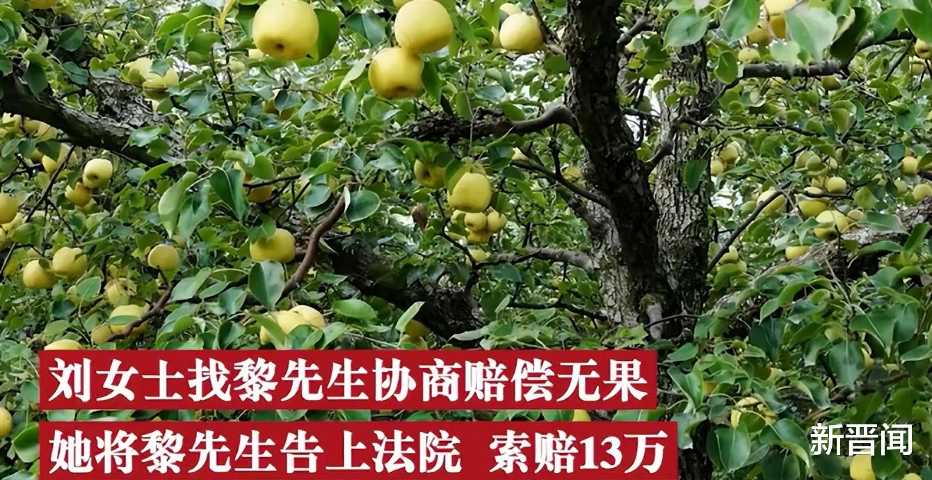 女子去同事家摘梨被砸伤,张口索赔13万元,最后结果很提气!
