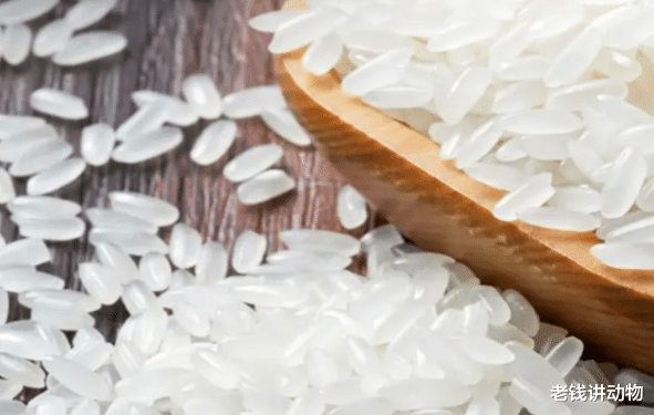 饵料|如果有战争发生,那要在家里准备什么东西?