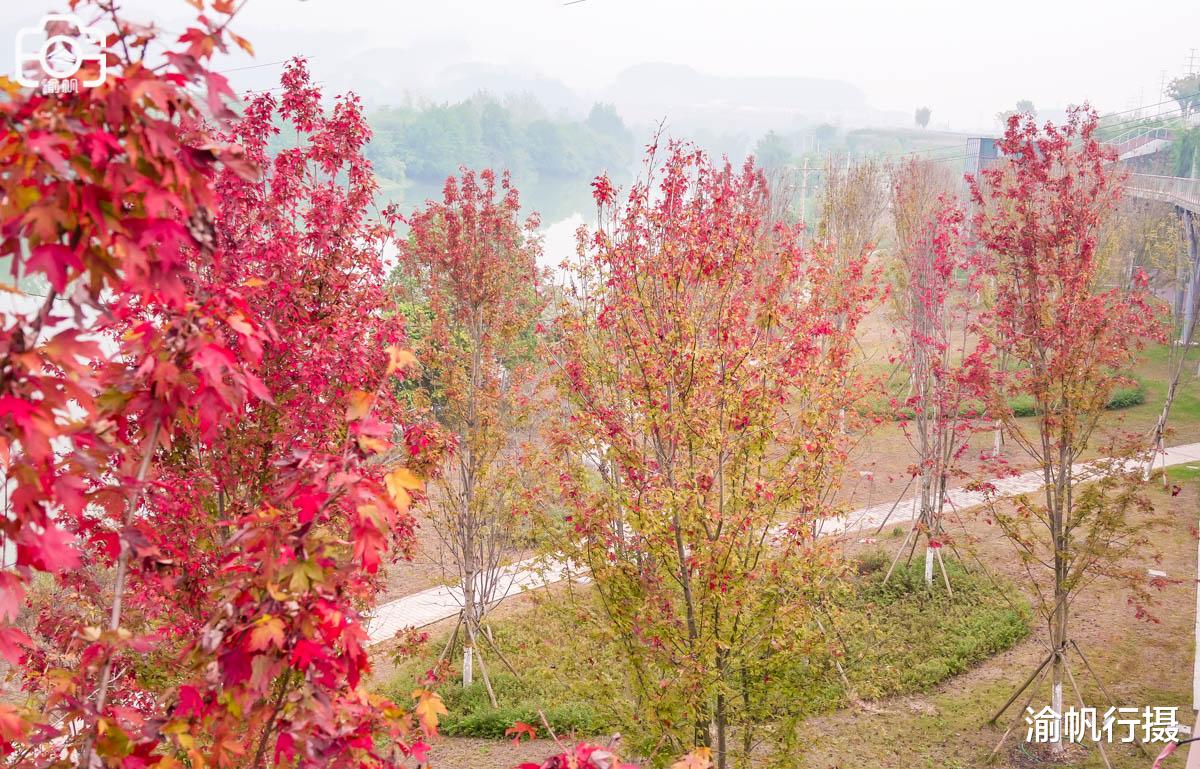 重庆|重庆又一公园火了，红枫林已经到了最美的季节，你知道是哪吗？