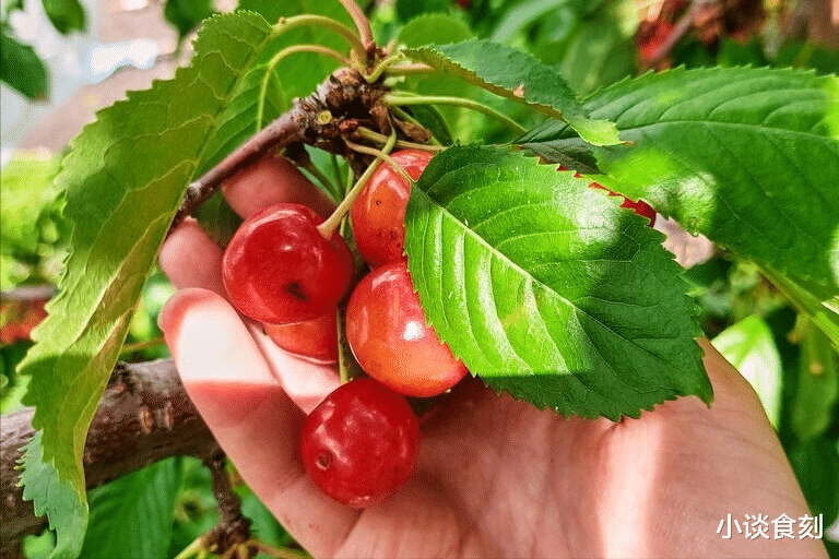 今年四月初五立夏，老人说“立夏尝三鲜”，分别指的是哪3鲜？