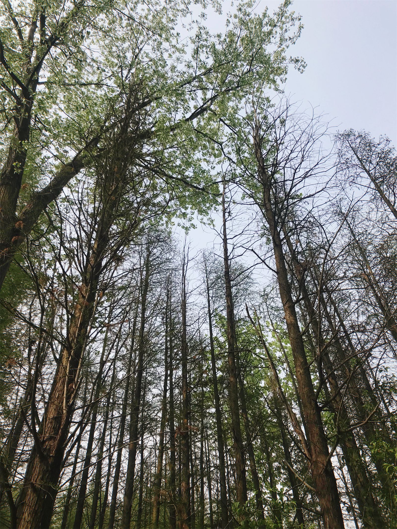 荷花|日照游记，一份晴朗的日照旅游攻略，吃海鲜美食，玩蔚蓝大海