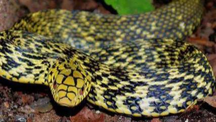 为什么无毒的王锦蛇能够抗衡剧毒眼镜蛇，王锦蛇不怕毒蛇吗？