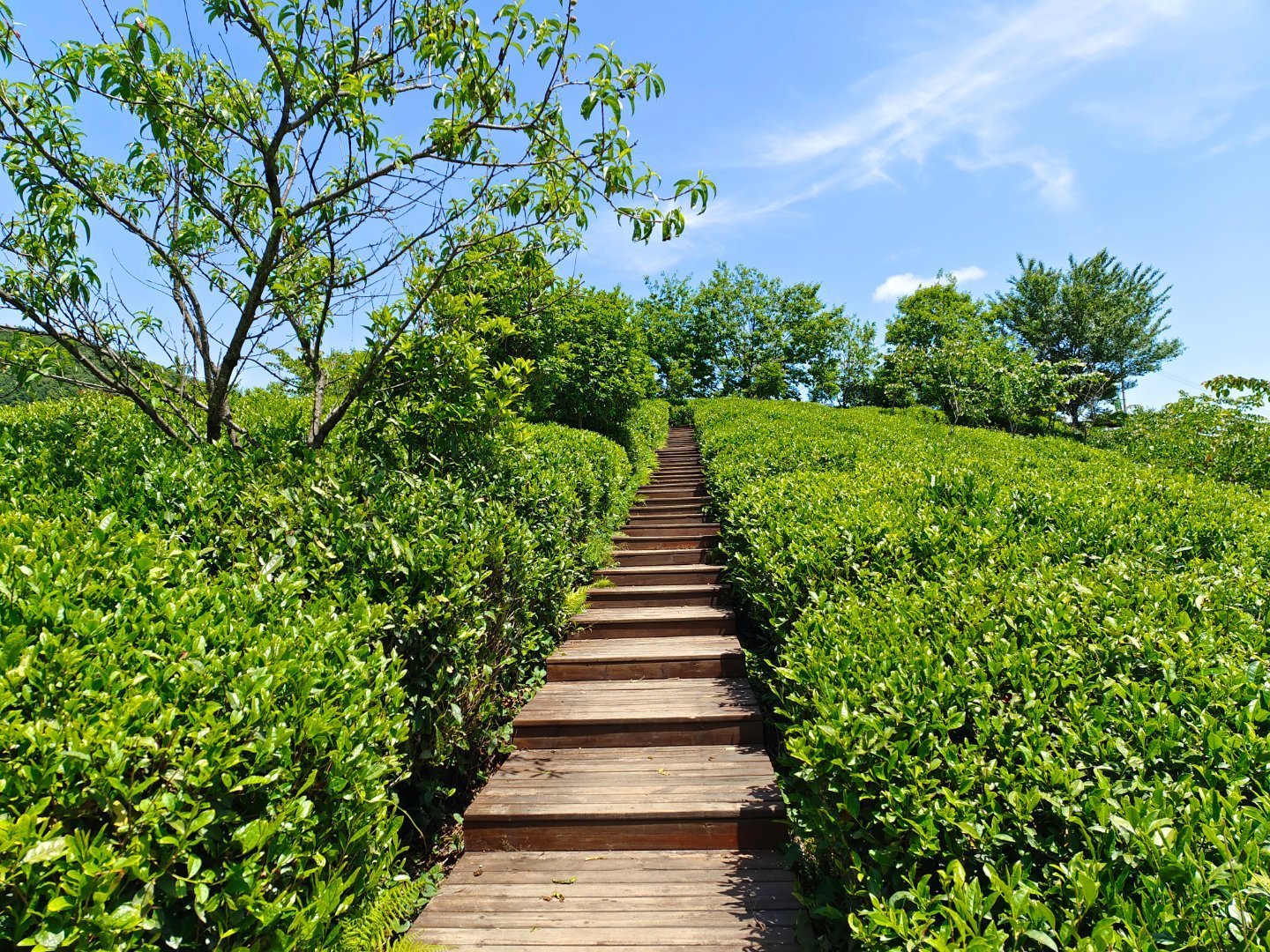 茶园|茶旅融合共发展 向世界敬一杯陕西好茶