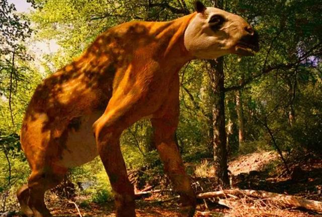 灭绝50万年的驴头狼重现神农架,远古生物的复活在警示着什么?