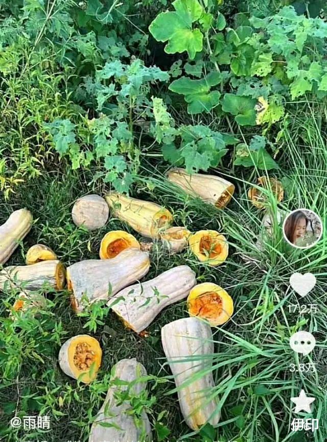 湖北老人组团偷瓜,被曝光后又“报复”砍瓜,律师却说可能无罪