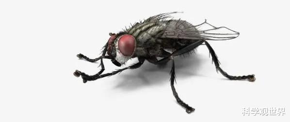 一个有苍蝇的瓶子去称重，苍蝇在底部和苍蝇飞起来，重量会一样吗？