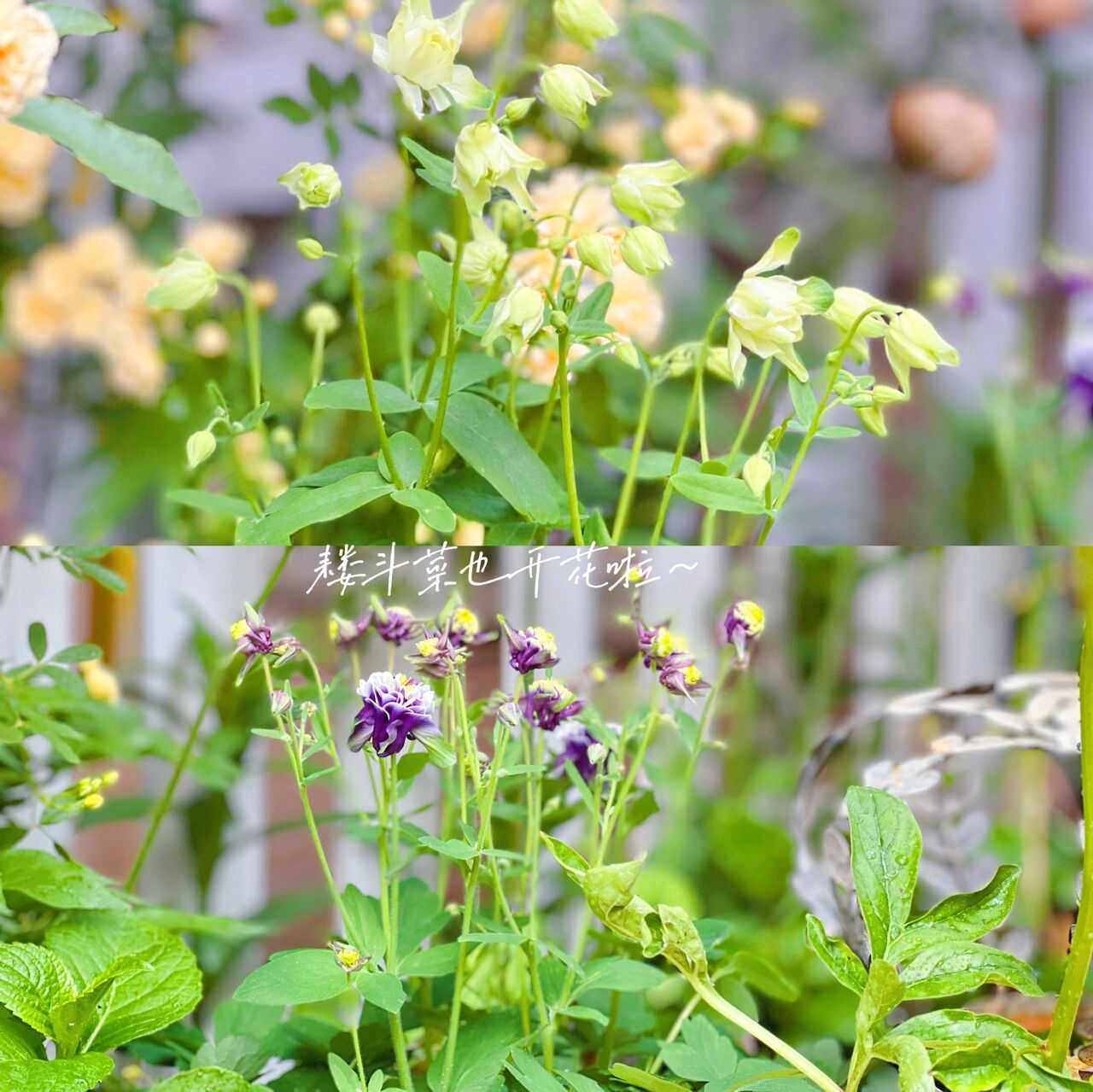 为了这个60㎡院子,买了一楼的房子,打造自己的秘密花园,太美啦