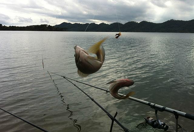 |早春钓鱼打窝要谨慎，这4种打窝方式最有效，鲫鲫也能连竿上