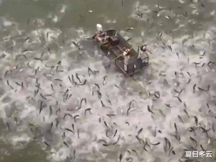 长江|长江10年禁渔计划才2年，鱼就多到局部泛滥，为何还要继续禁？