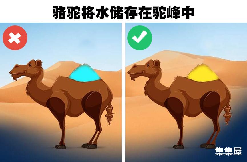 公牛真的讨厌红色吗?许多人仍然相信的7个错误的动物知识