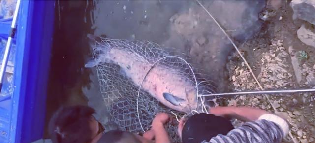 |男子罕见钓获“米级”大鱼，鱼护装不下直接用绳子拴，网友：放生