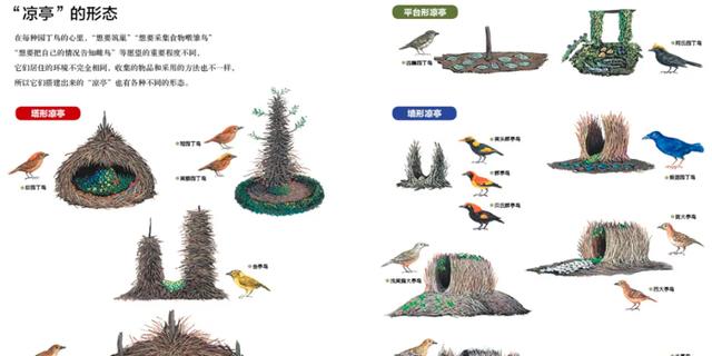 人类女性为何比男性更漂亮?明明在自然界中,雄性普遍比雌性漂亮