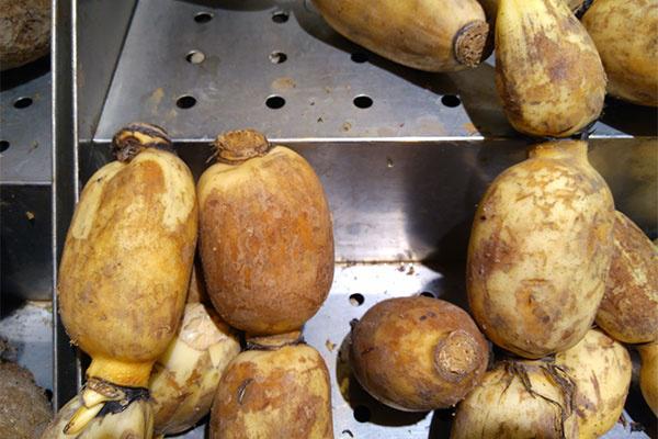 决明子|肺不好的人，要改掉5个坏习惯，常吃3样食物，能养肺润肺