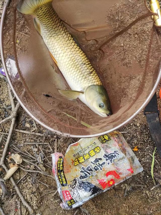 饵料|吹响大鱼集结号