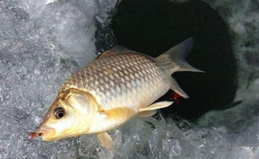 |冰钓好玩莫乱踩坑，做好三点准备，下竿就能上鱼，连竿不是梦