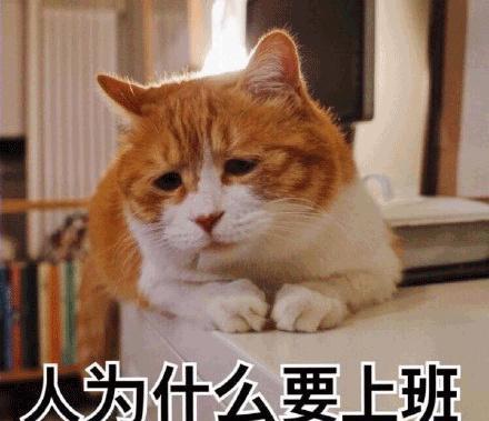 hr|喜欢双休是没事业心,HR称国企99%员工都“打酱油”,你怎么看?