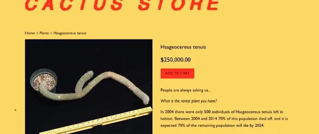 |2018年他在旅游时挖到一棵仙人掌，结果4个月后出价167万都不肯卖