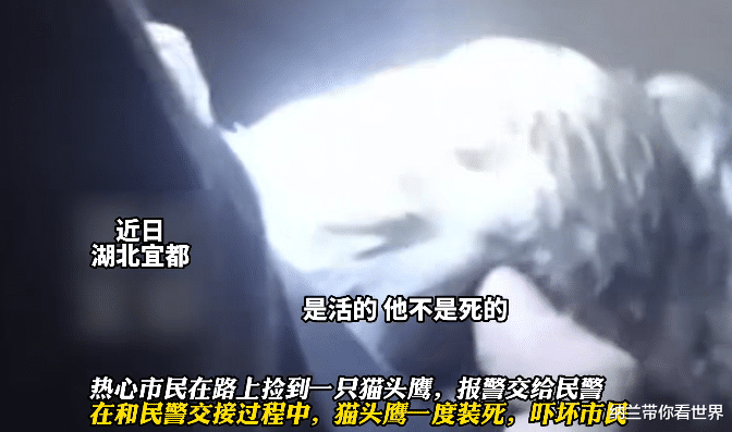 市民捡到猫头鹰交给民警,猫头鹰当面装死吓坏市民