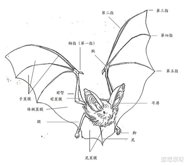 为什么蝙蝠那么“毒”?科学家:可能是为了飞行做出的主动选择