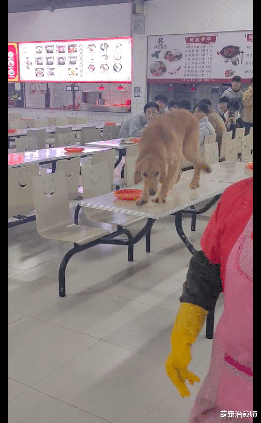 狗狗在学校食堂餐桌上舔食物，学生们抱着碗躲避，据说是主任的？
