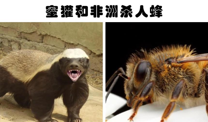 动物界的天敌:生来就彼此完全讨厌和敌视的8种动物
