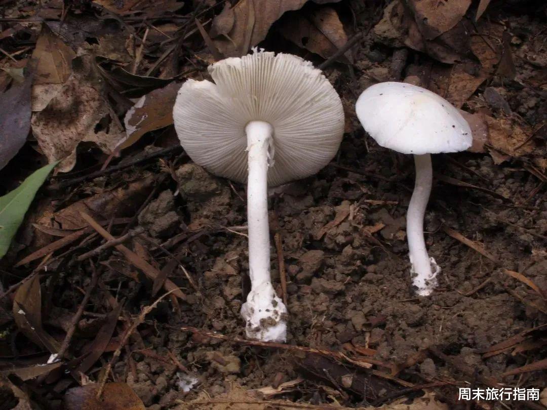 野生菌|刘亦菲新剧刷屏!均温20℃的神仙取景地,私藏“全国最毒”美味,吃过就上头!