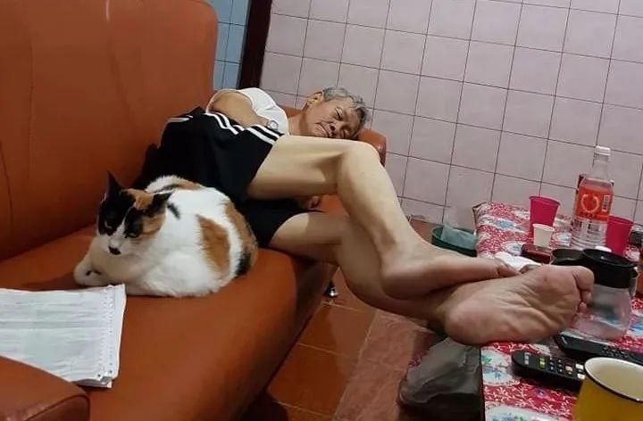 家人为猫存下2万多小金库，网友自己却穷得要吃土！网友：太富有了，我连两千都没有！！