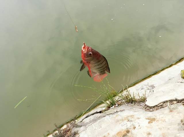 罗非鱼|介绍一种特殊钓罗非鱼方法——广西钓鱼人叫“点窝”