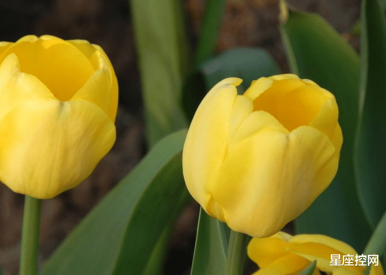 金牛座|十二月期间,哪3个星座能突破自我,收获进步,步步都顺利?