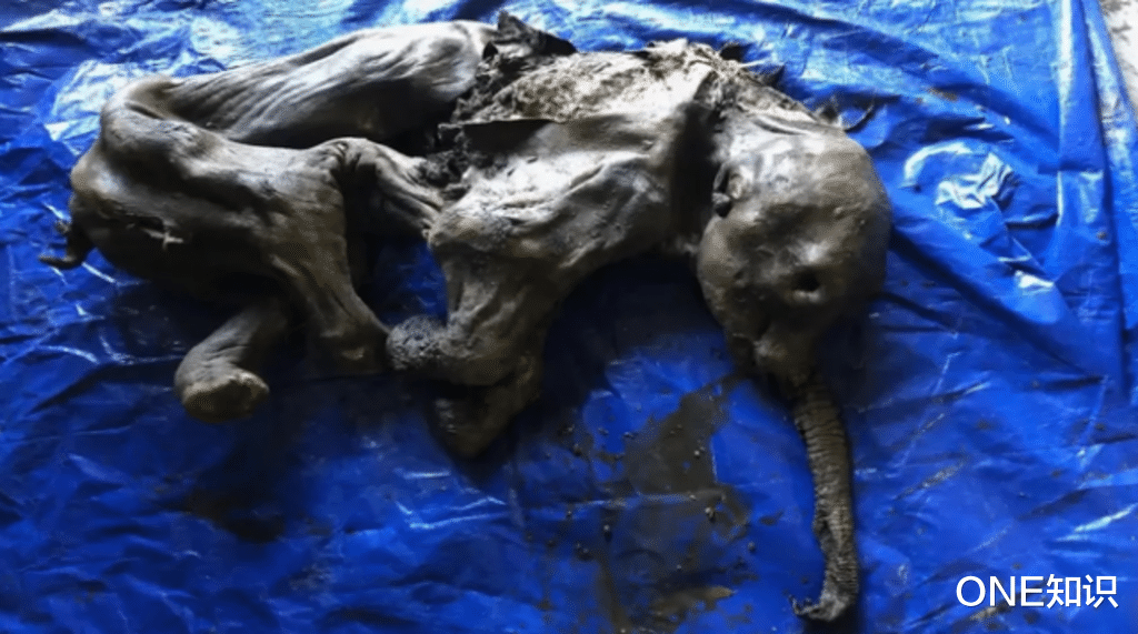 人类开始不安?加拿大挖出史前生物尸体,地球潘多拉魔盒开了?