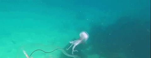 南非发现一条丝带状透明的海洋生物,还和水母互动,应是幼年鳗鱼