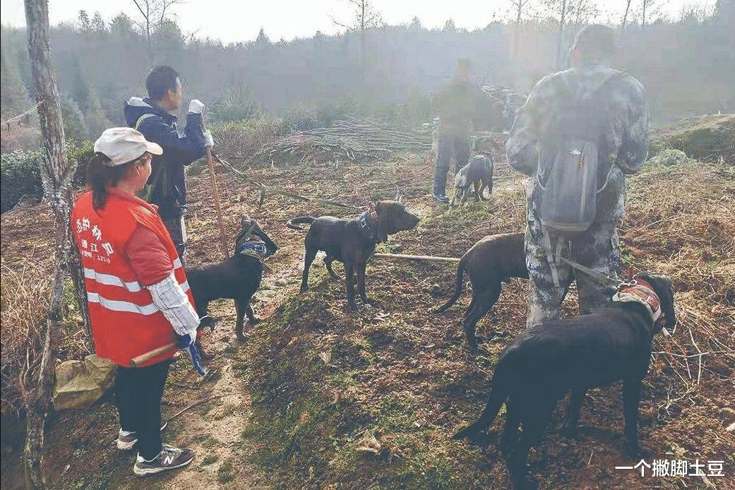 真靠谱?陕西渭南鼓励“民众自发捕杀野猪”,捕杀一头奖励2500元