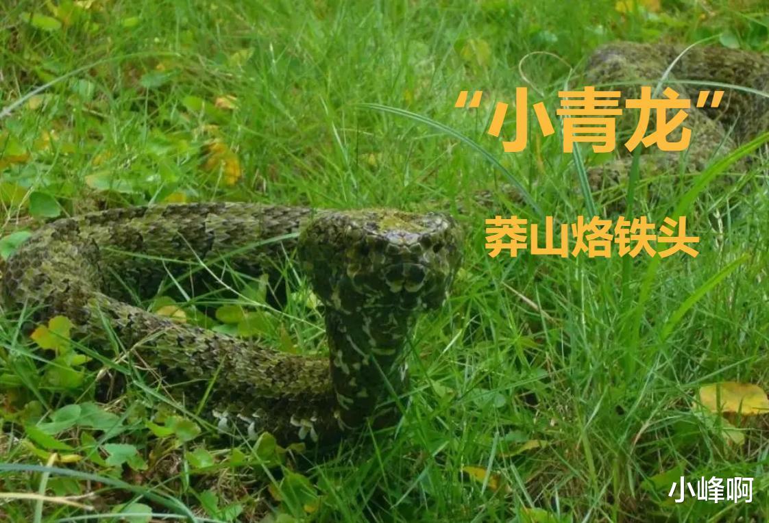 我国毒蛇小青龙,为什么总遭国外“惦记”?一条价值100万?