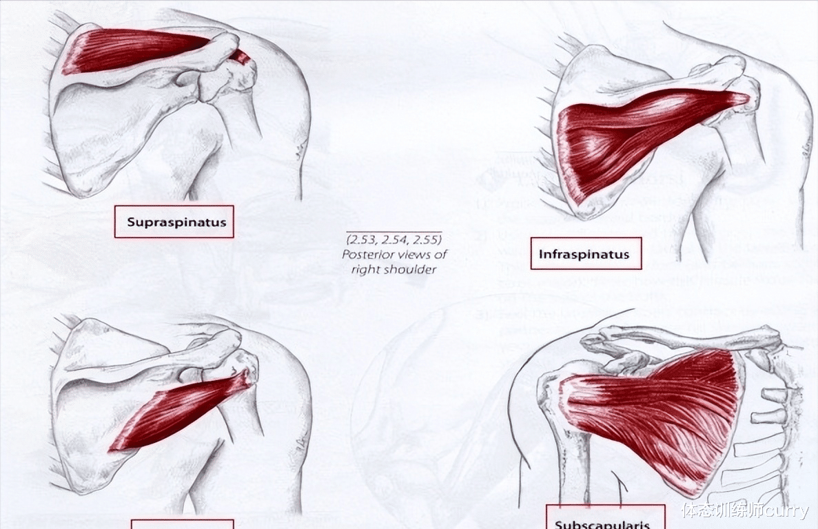|女性肩部训练——想要“衣架子”般的肩部线条，练它就对了