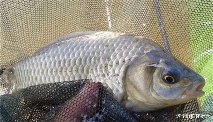 韭菜|这两种钓法针对夏季鱼活性不高，见效快！有鱼没口的问题迎刃而解