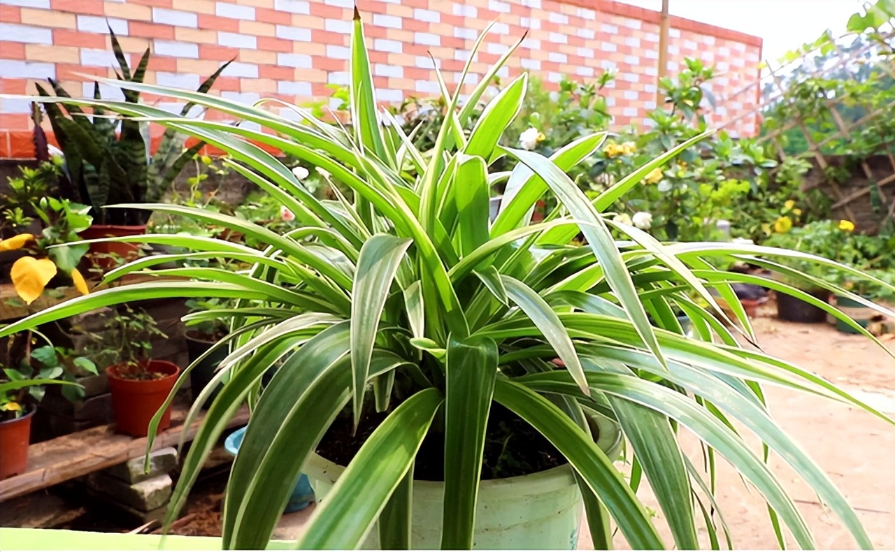 这“五种花”适合养在卫生间,吸潮气除异味,厕所秒变“绿植园”