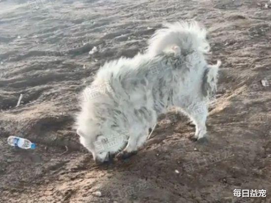 流浪萨摩耶路边喝脏水，自己吃饱不忘同伴，被收养后开心微笑