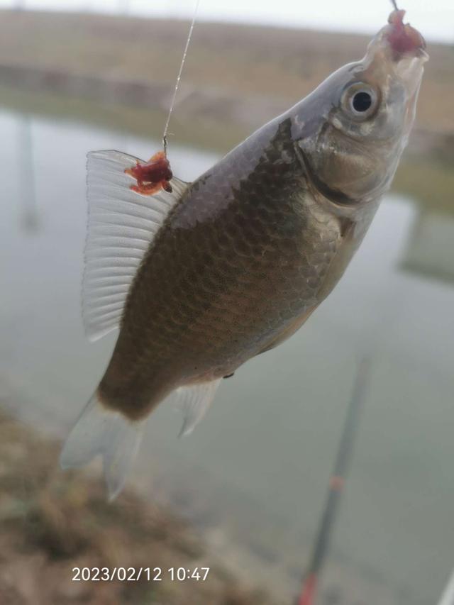 |作钓、考察又做酒米，钓鱼人的生活乐趣多多。