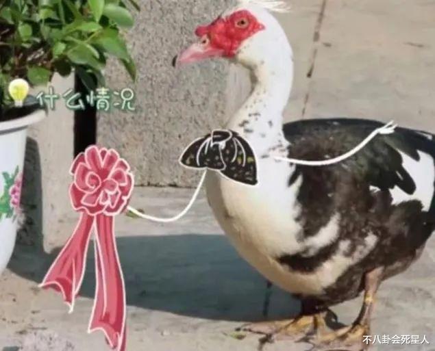 龚俊|太过分!《向往6》官微吐槽观众,语气高高在上,令人不适