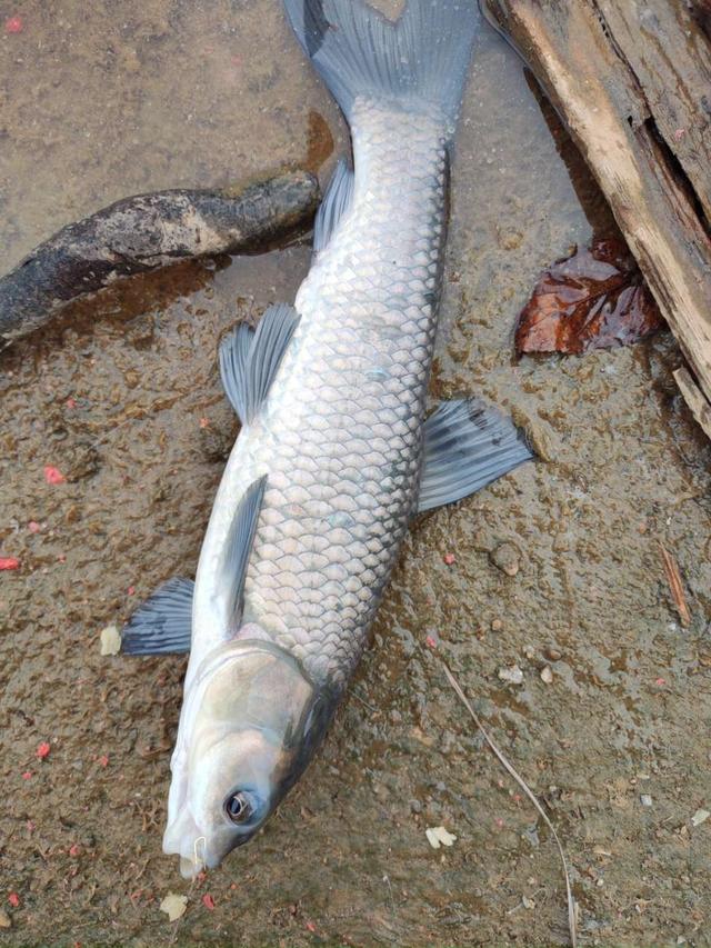 鲫鱼|冬天钓草鱼之招数！