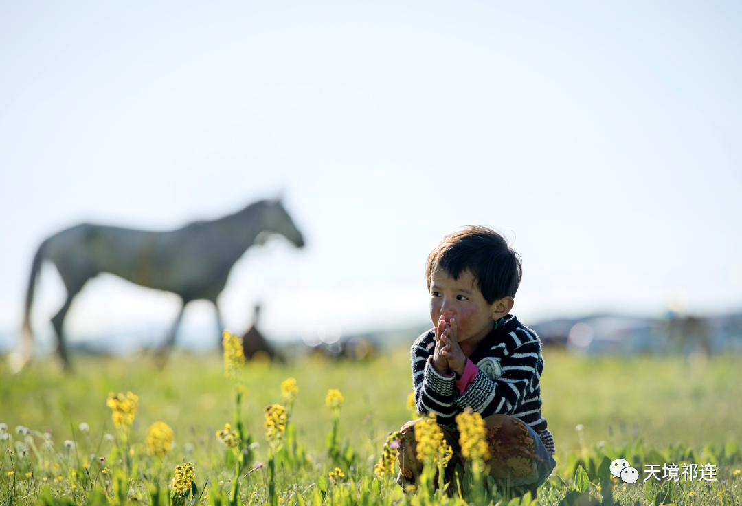 草原|7月，祁连草原上牧民转场，演绎与自然的和谐共生法则！