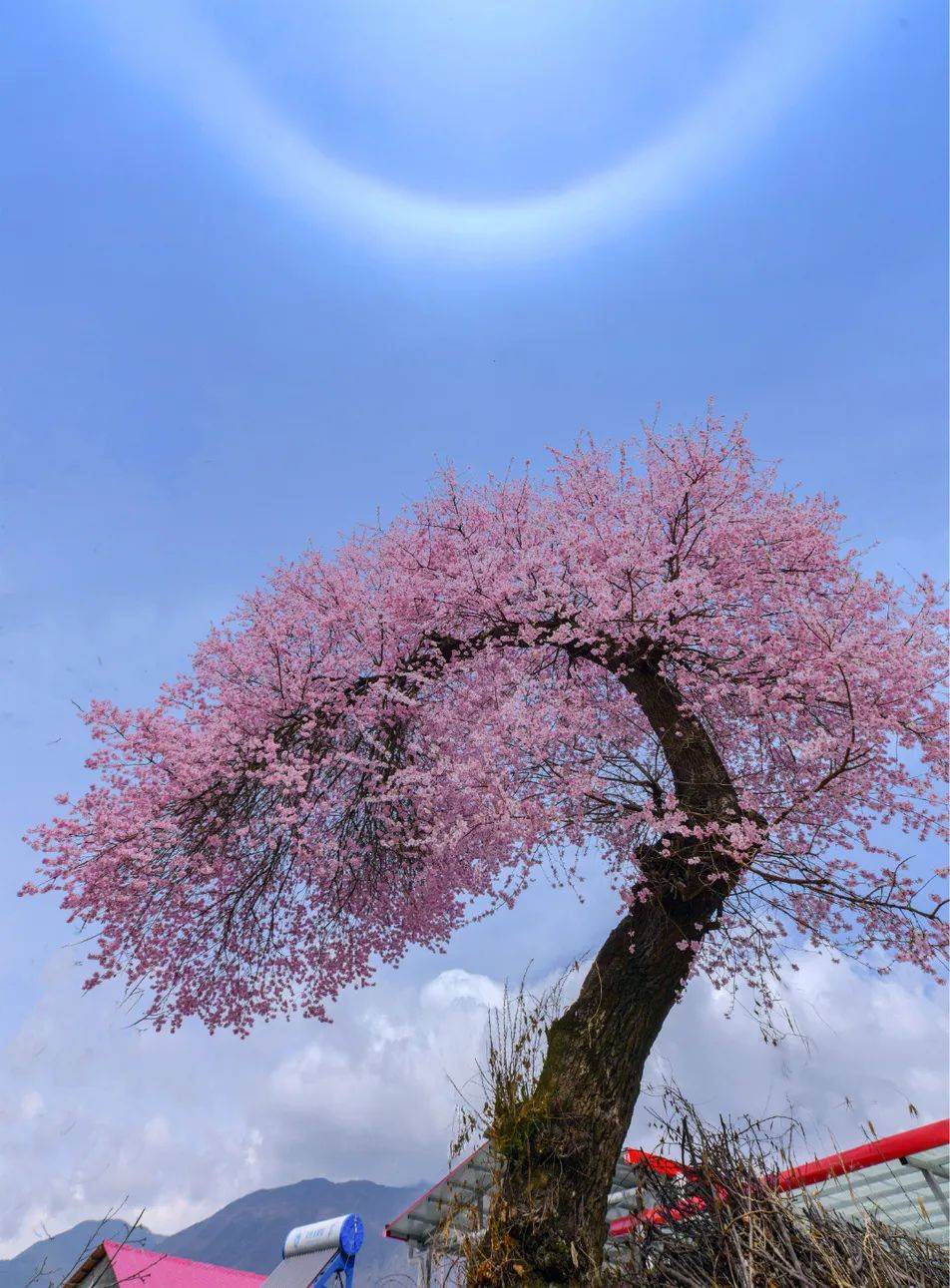 汶川|约起！花开十里，汶川最美“樱花季”浪漫来袭！