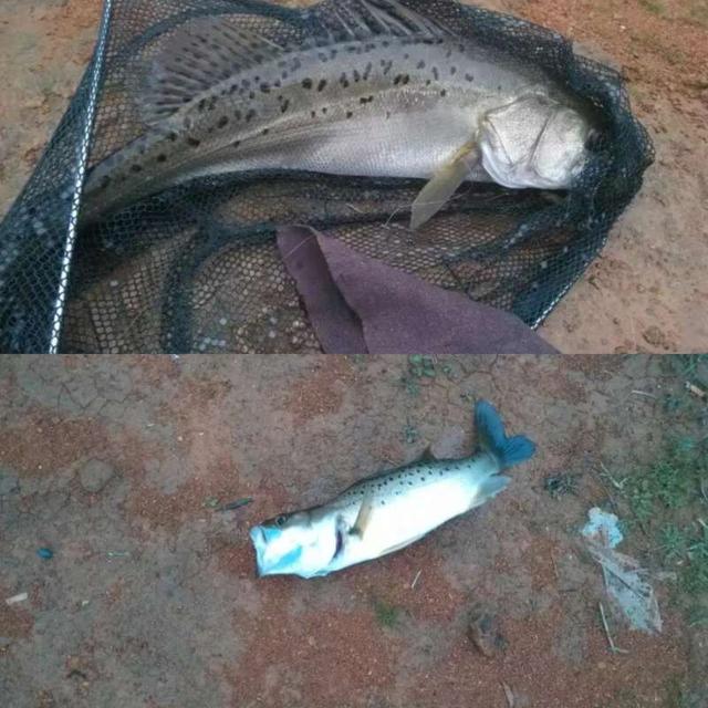 |【作钓报告】2022钓鱼之路已走完,2023开拓新的天地解锁新鱼种