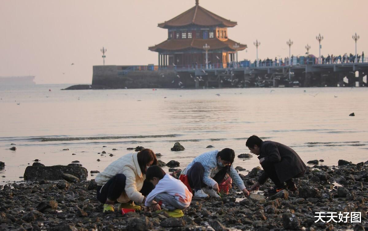 一挖一麻袋根本不要钱,青岛海滩出现大量海鲜,本地大妈拎到手软