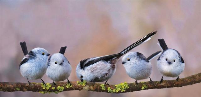 美丽|?因为太萌差点成为“国鸟”的小肥啾：美丽在可爱面前一无是处