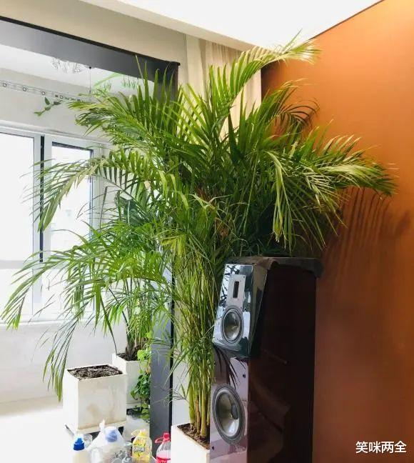 “客厅有树,十有九富”?别迷信,养这8种绿植,很上档次